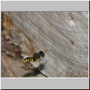 Ectemnius cavifrons oder ruficornis - Grabwespe w01c 12mm.jpg